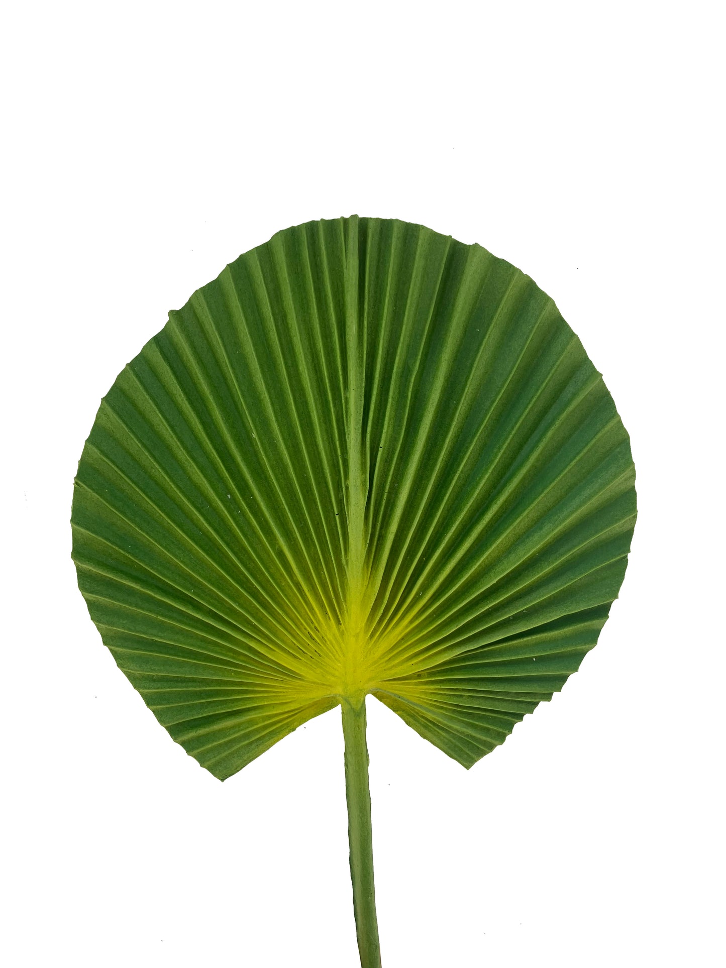 artificial fan palm green
