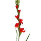 artificial gladiolus red