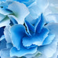 Hydrangea Bunch-Light Blue