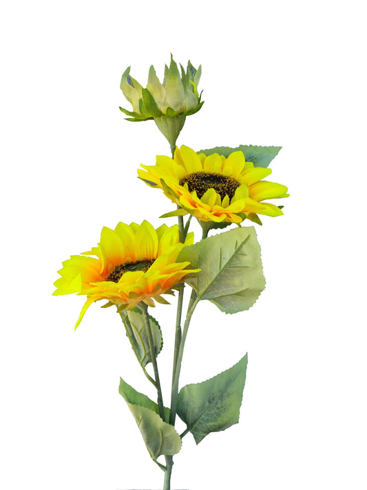 Fleur du Soleil-Lumineux