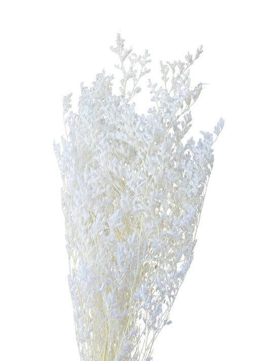 Dried Limonium Ivory