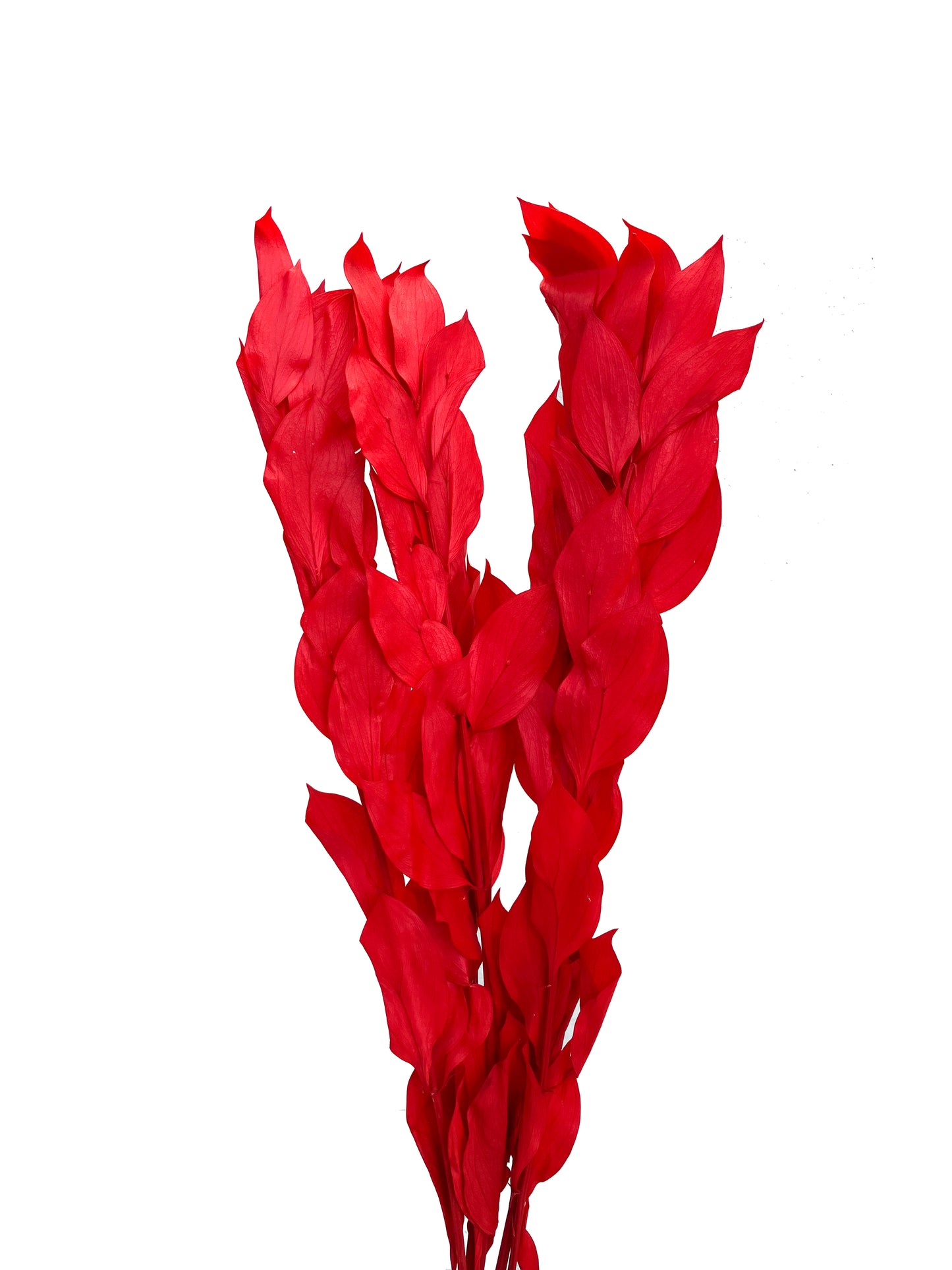 Dried Ruscus Red Israeli