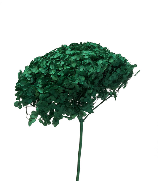 dried hydrangea emerald green