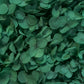 dried hydrangea dark green
