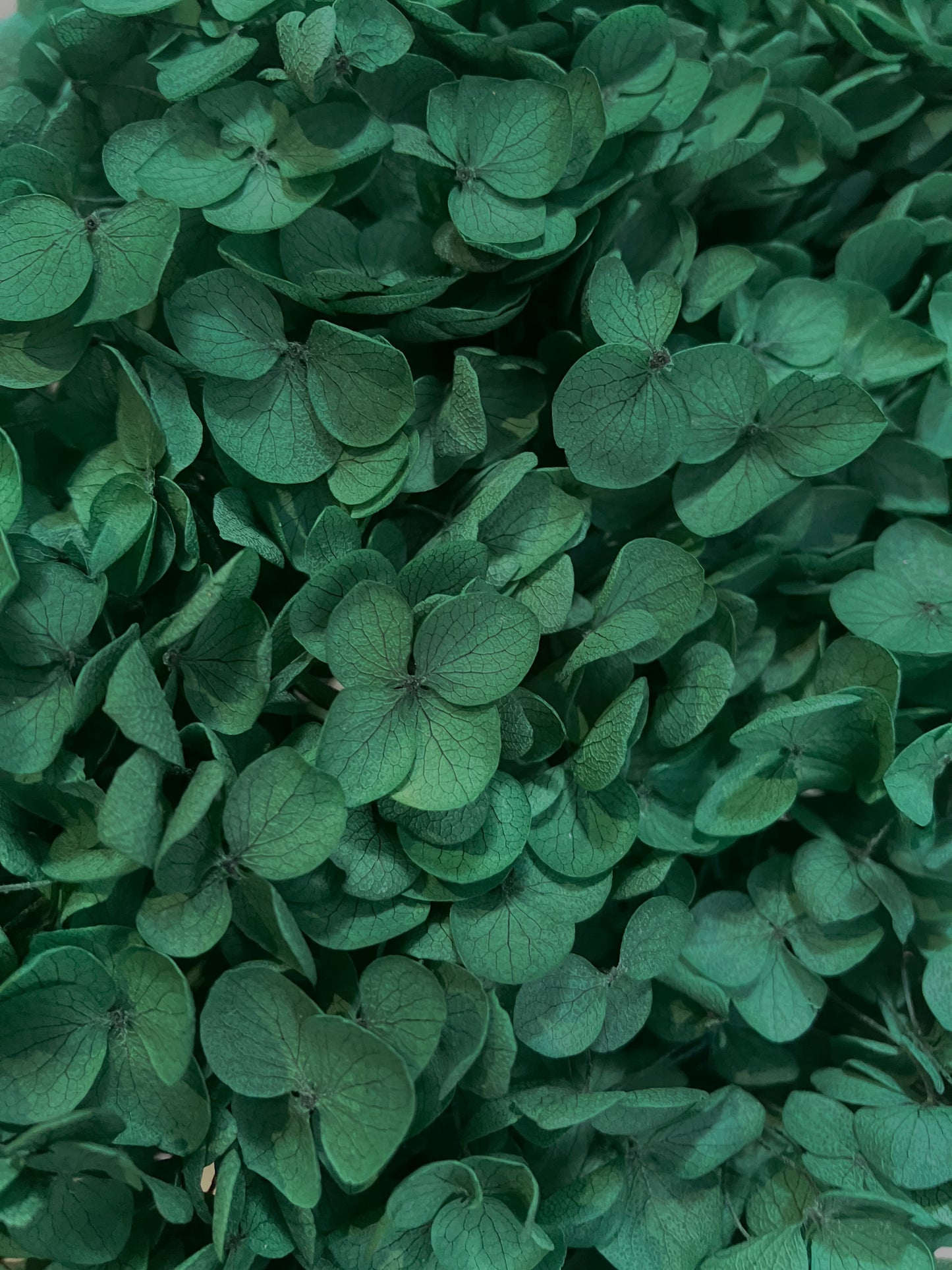 dried hydrangea dark green