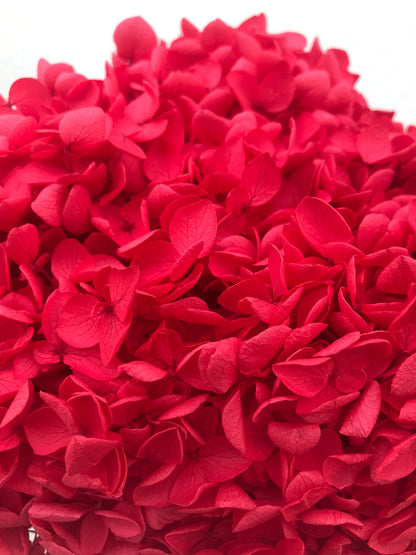 Hortensia Seca Roja