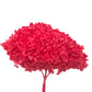 Hortensia Seca Roja