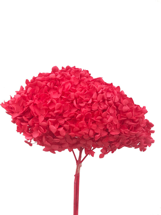 Dried Hydrangea Red