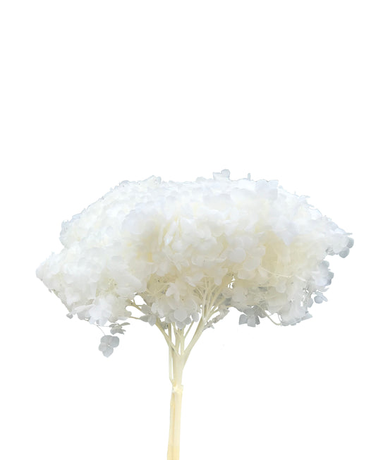 Dried Hydrangea White