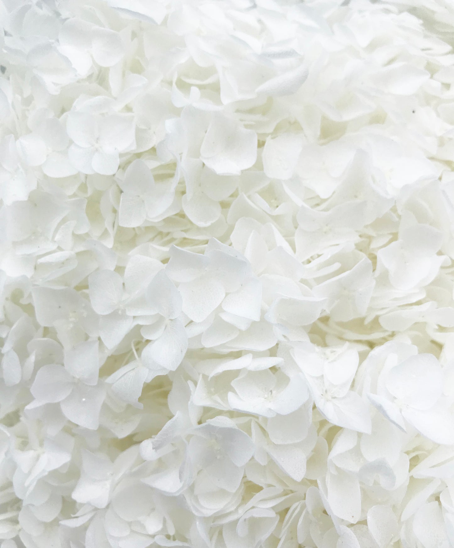 Dried Hydrangea White
