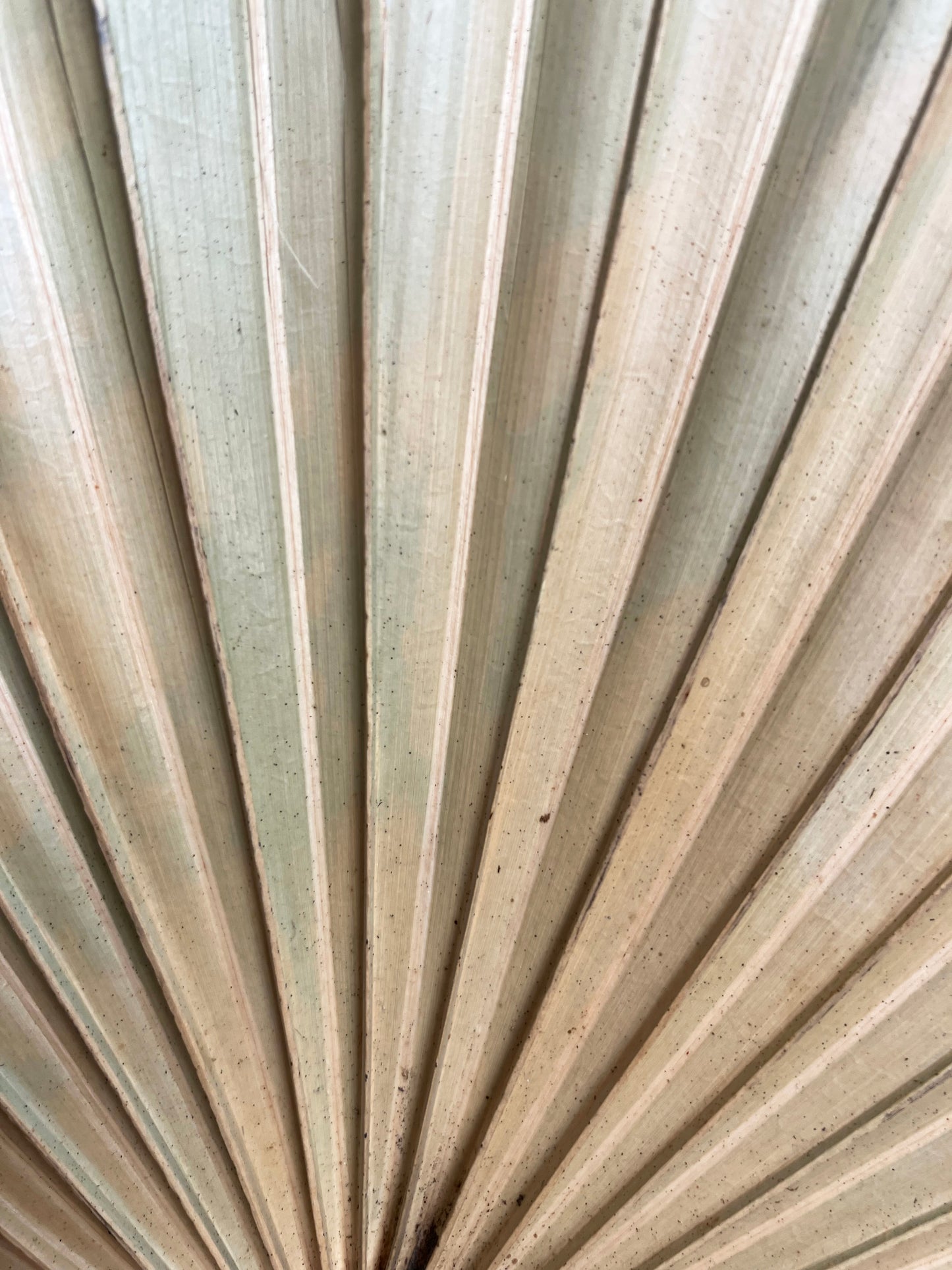 Dried palm (mini) close up