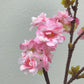 fake cherry blossom pink 