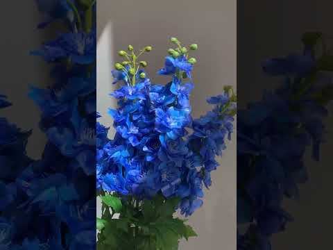 Here is a video showing what a delphinium blue now 
