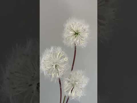 here is a video of the artificial dandelion 