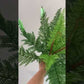 Here is a video of a large fern 