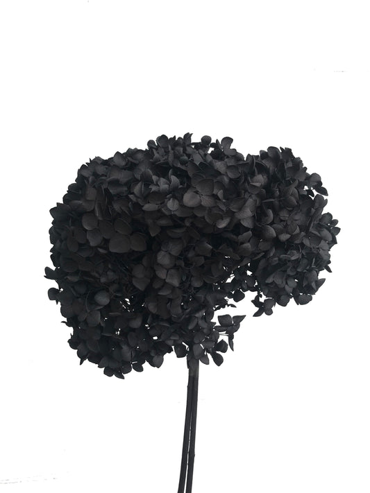 Dried Hydrangea Black