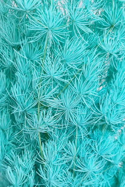 Dried Ming Aqua Green