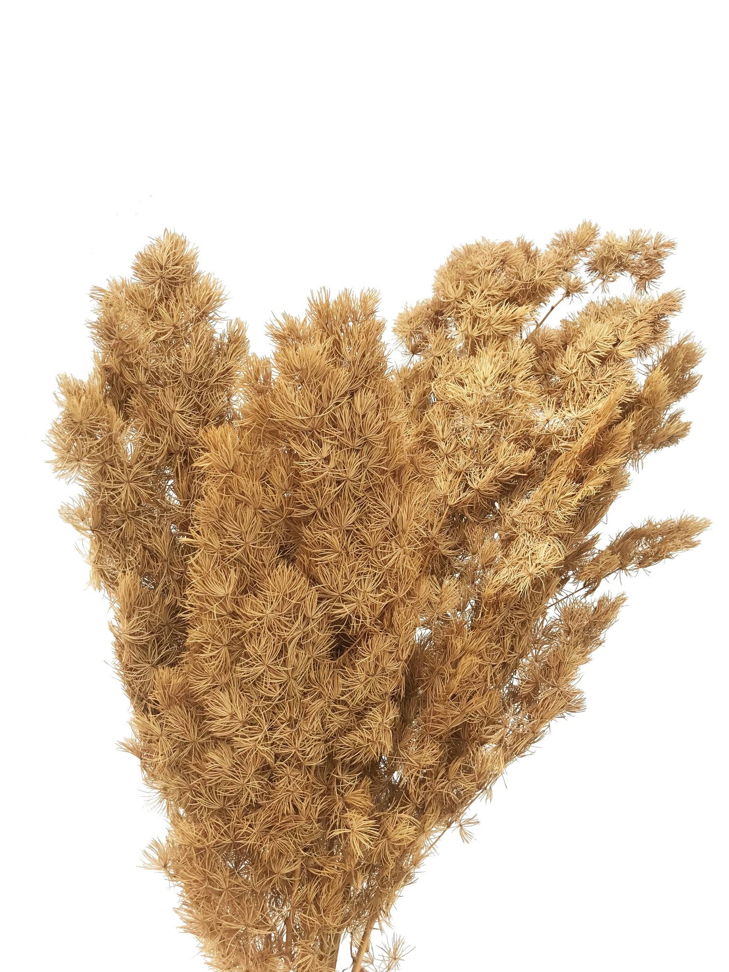 Dried Ming Fern Dark Mustard