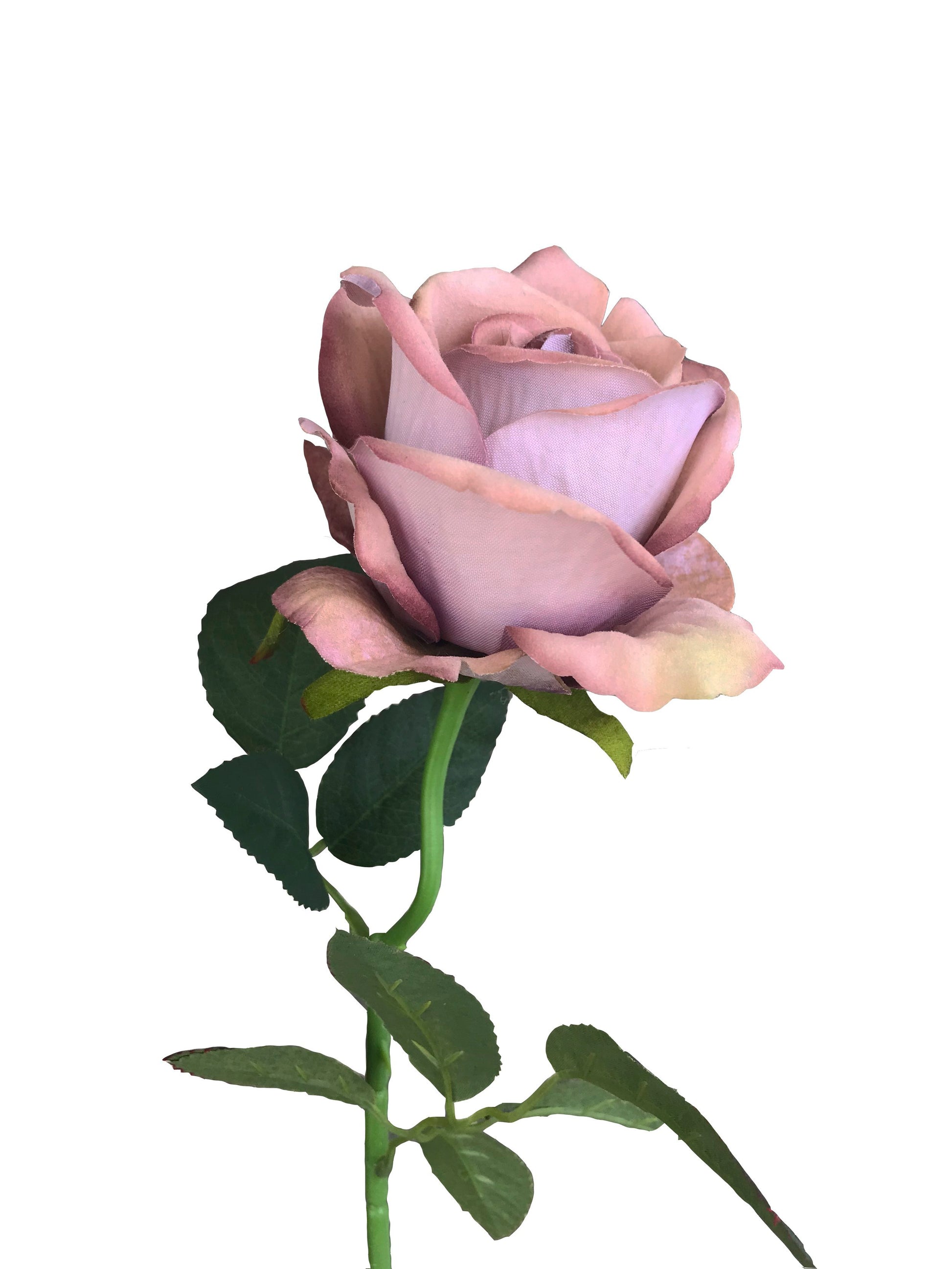 silk roses nude