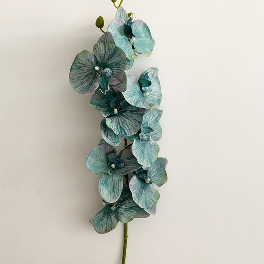 Orchidée Phalaenopsis-bleu sarcelle