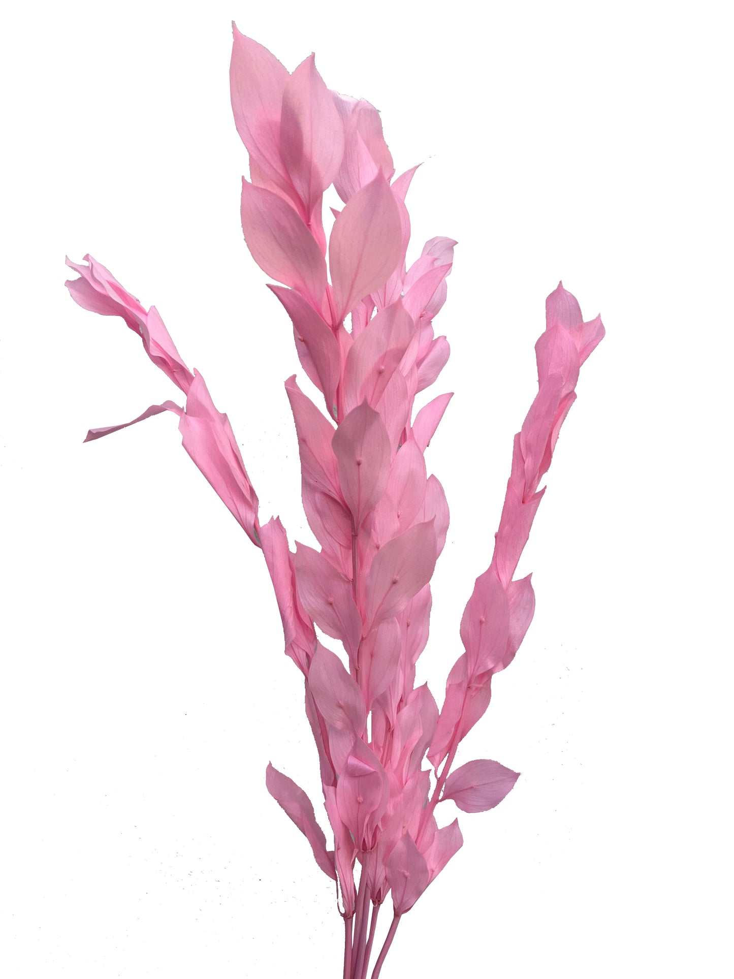 Dried Ruscus Pink israeli