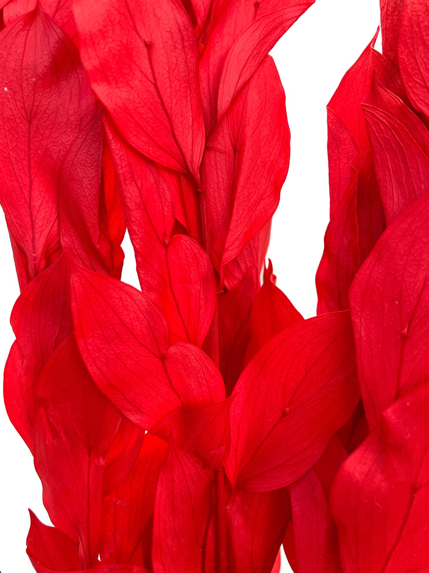 Dried Ruscus Red Israeli