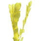 Ruscus seco amarillo israelí