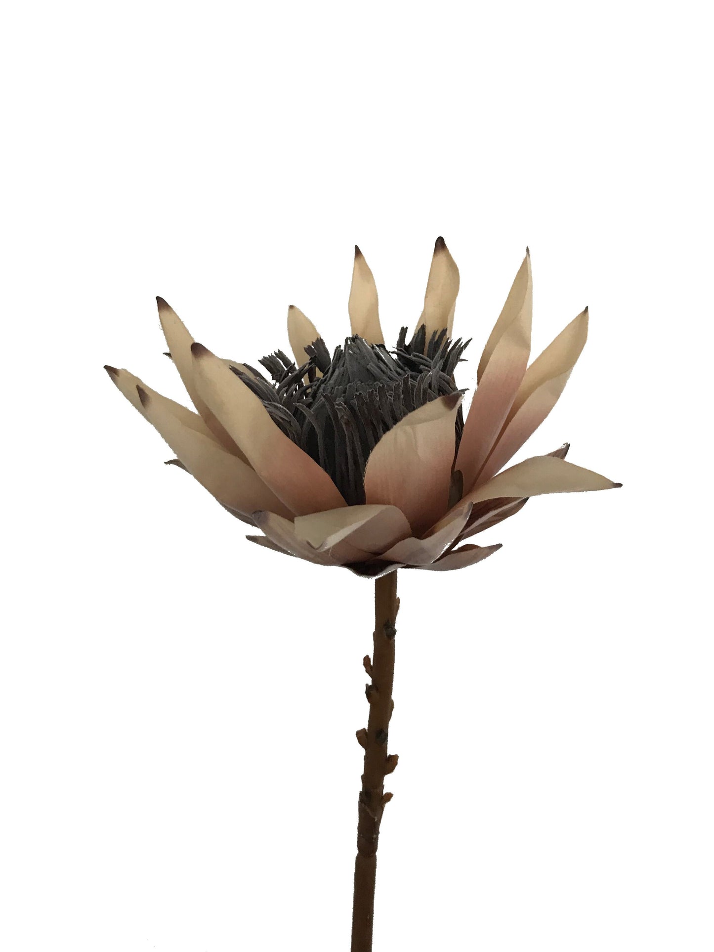 Protea-Dried Look