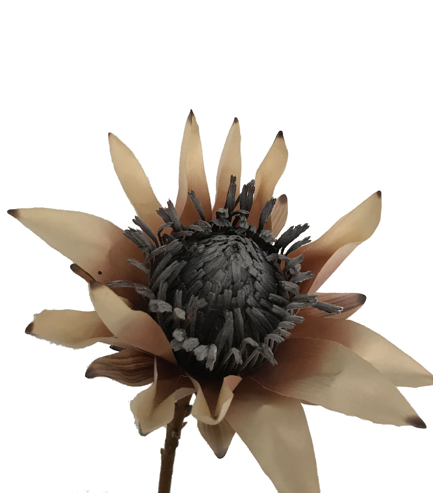 Protea-Dried Look