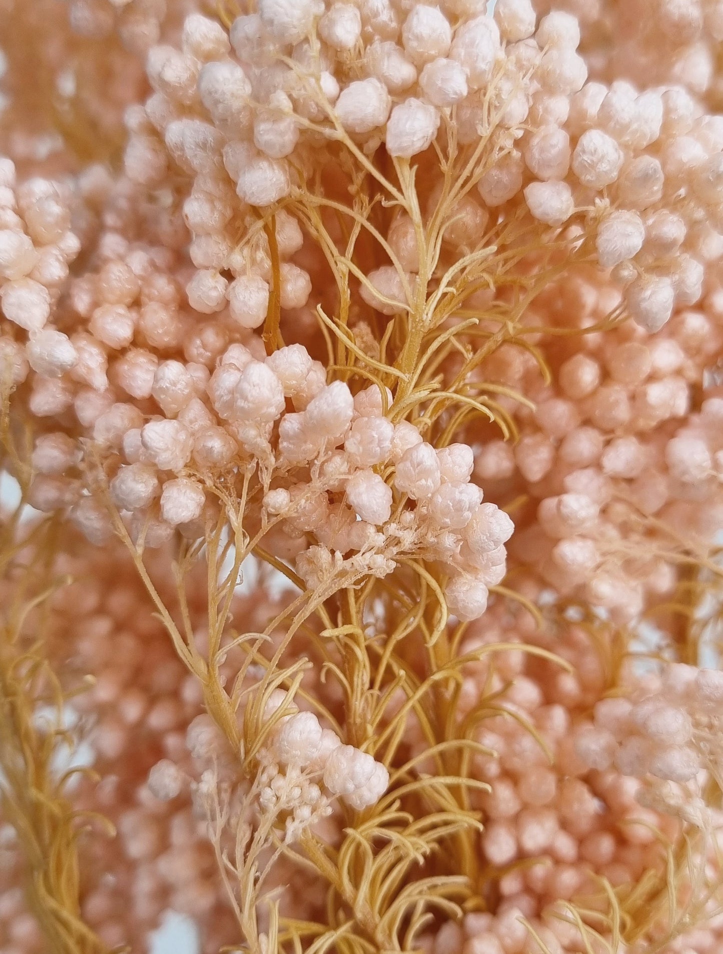 Dried Rice Flower Pink