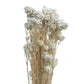 Dried Rice Flower White