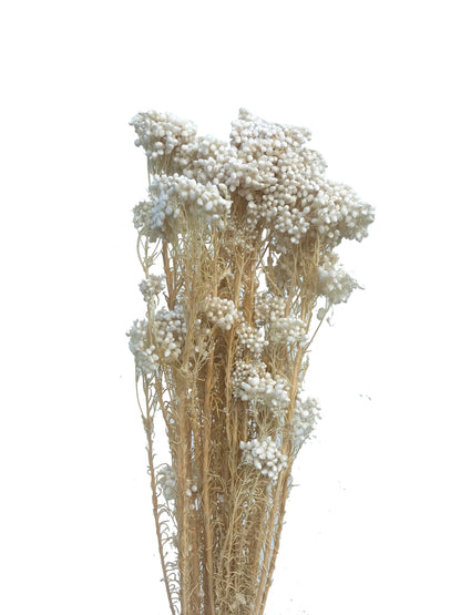 Dried Rice Flower White