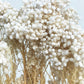 Dried Rice Flower White