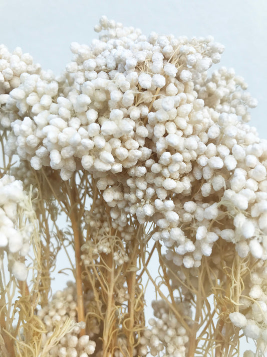 Dried Rice Flower White