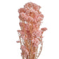 Dried Rice Flower Pink