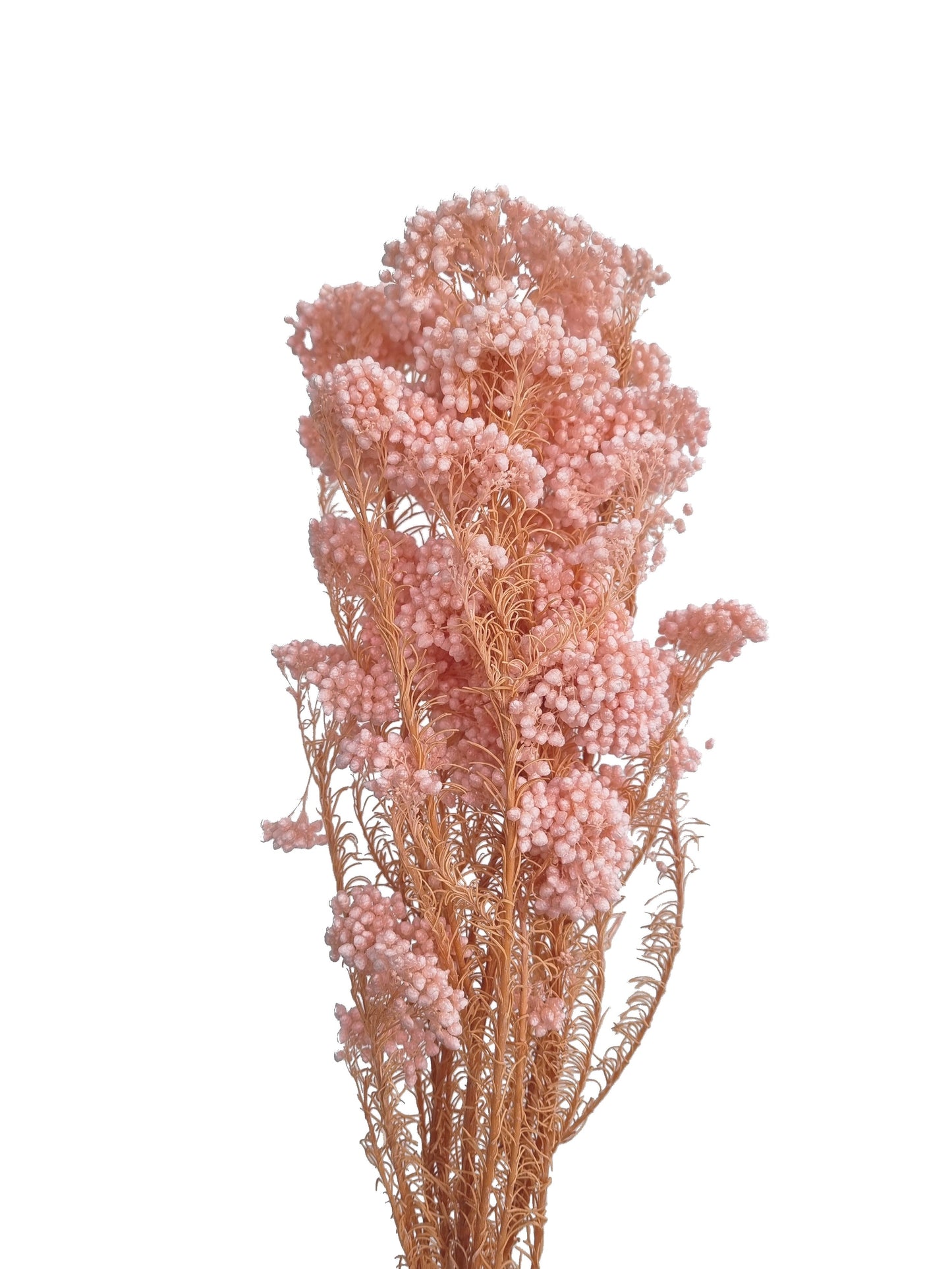 Flor De Arroz Seco Rosa