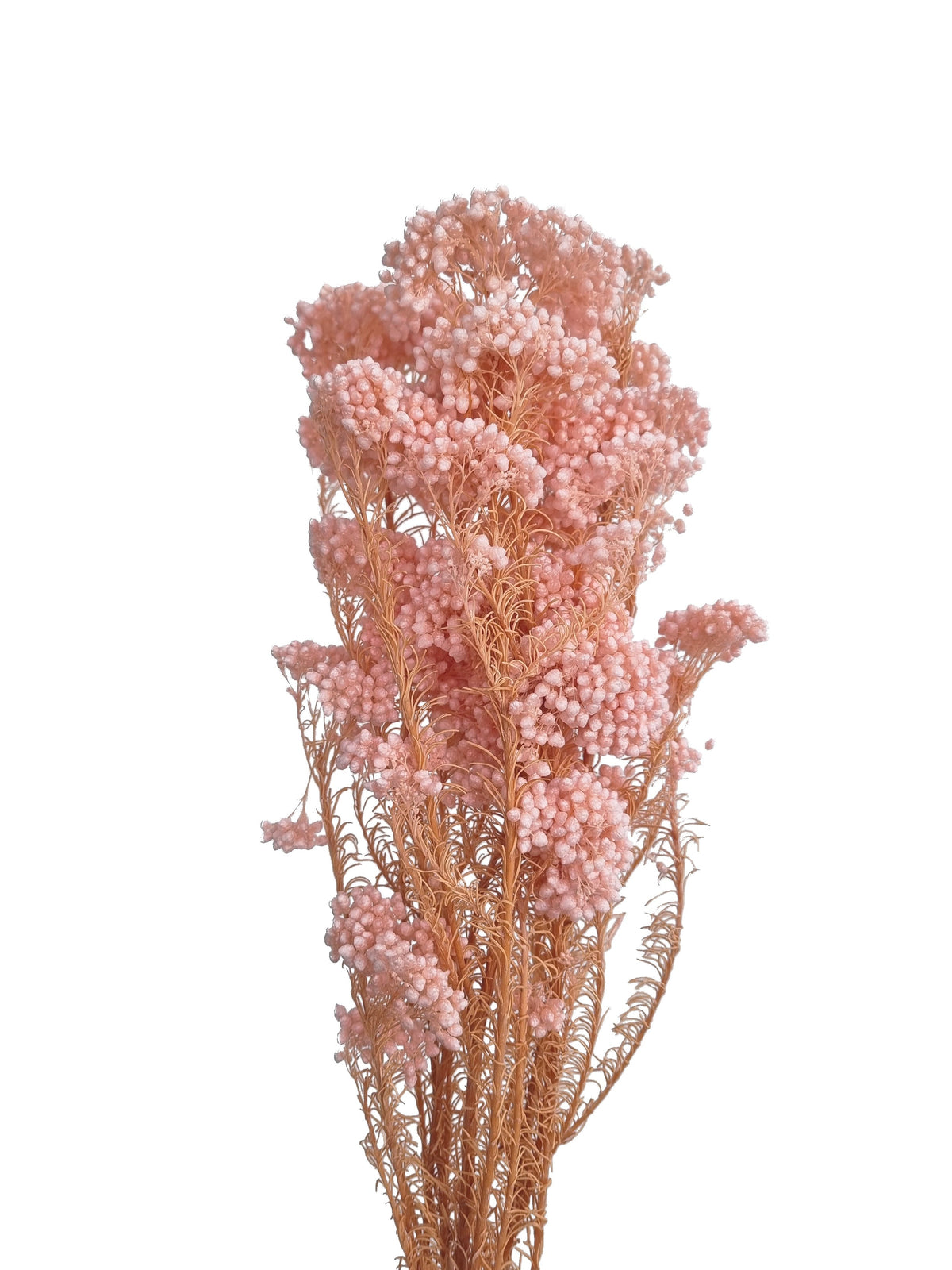 Fringed Rice Flower Dried Rice Flower Pink – Wild Blooms