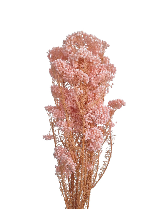 Dried Rice Flower Pink