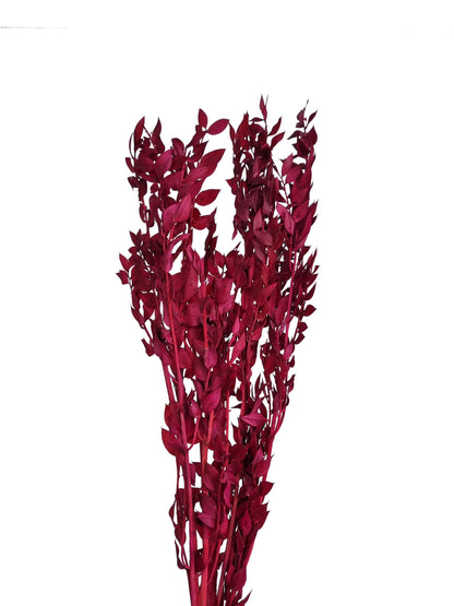 Dried Ruscus Dark Red Italian