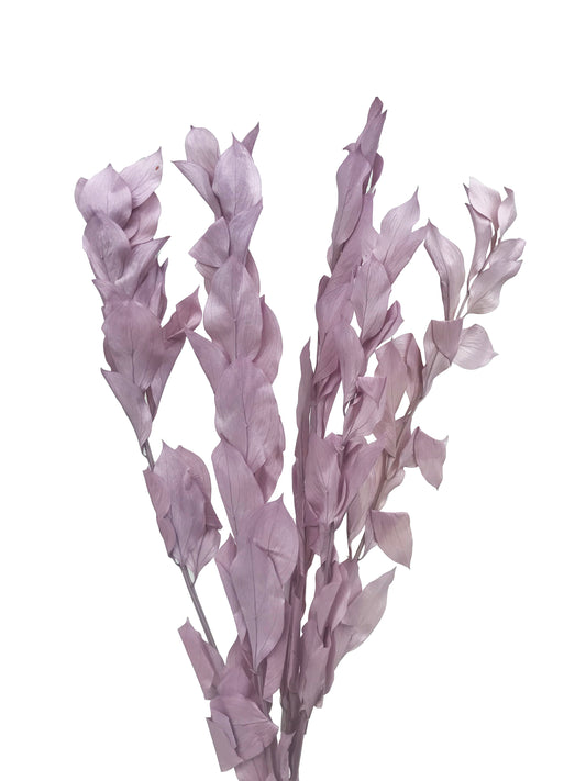 Dried Ruscus Lilac israeli