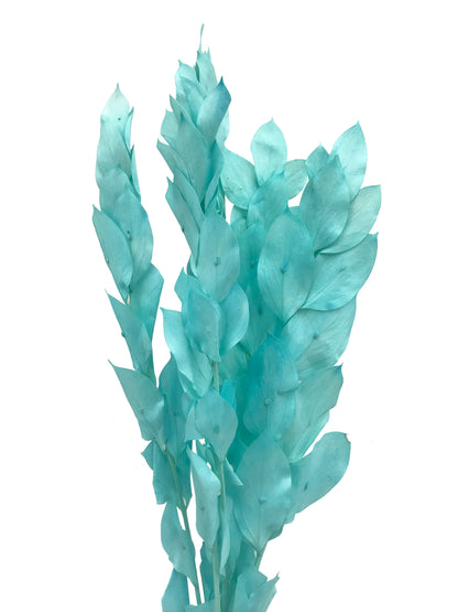 Dried Ruscus Teal Israeli