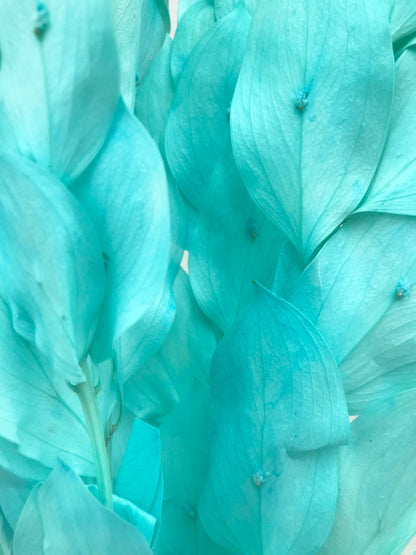 Dried Ruscus Teal Israeli