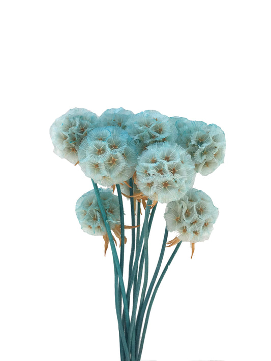 Scabiosa-Teal