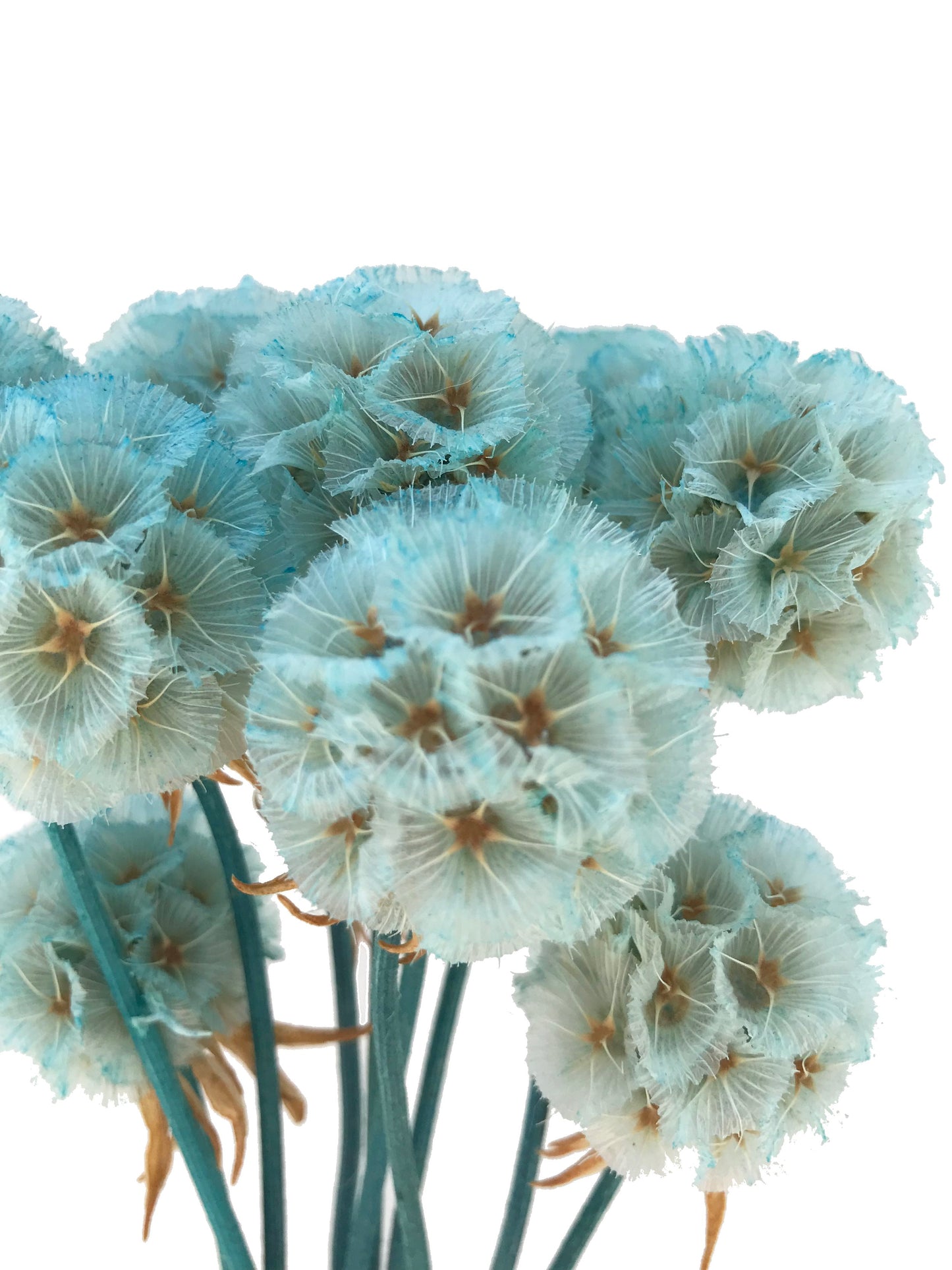 Scabiosa-Teal