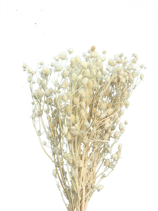 Dried Sea Holly-Ivory