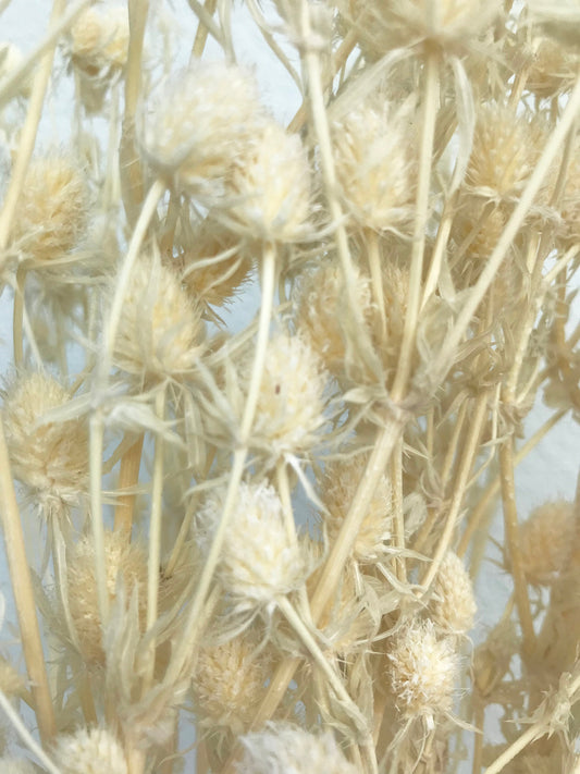 Dried Sea Holly-Ivory