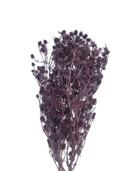 Dried Sea Holly-Plum
