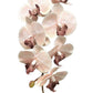 Phalaenopsis orchid Real Touch - Soft Pink