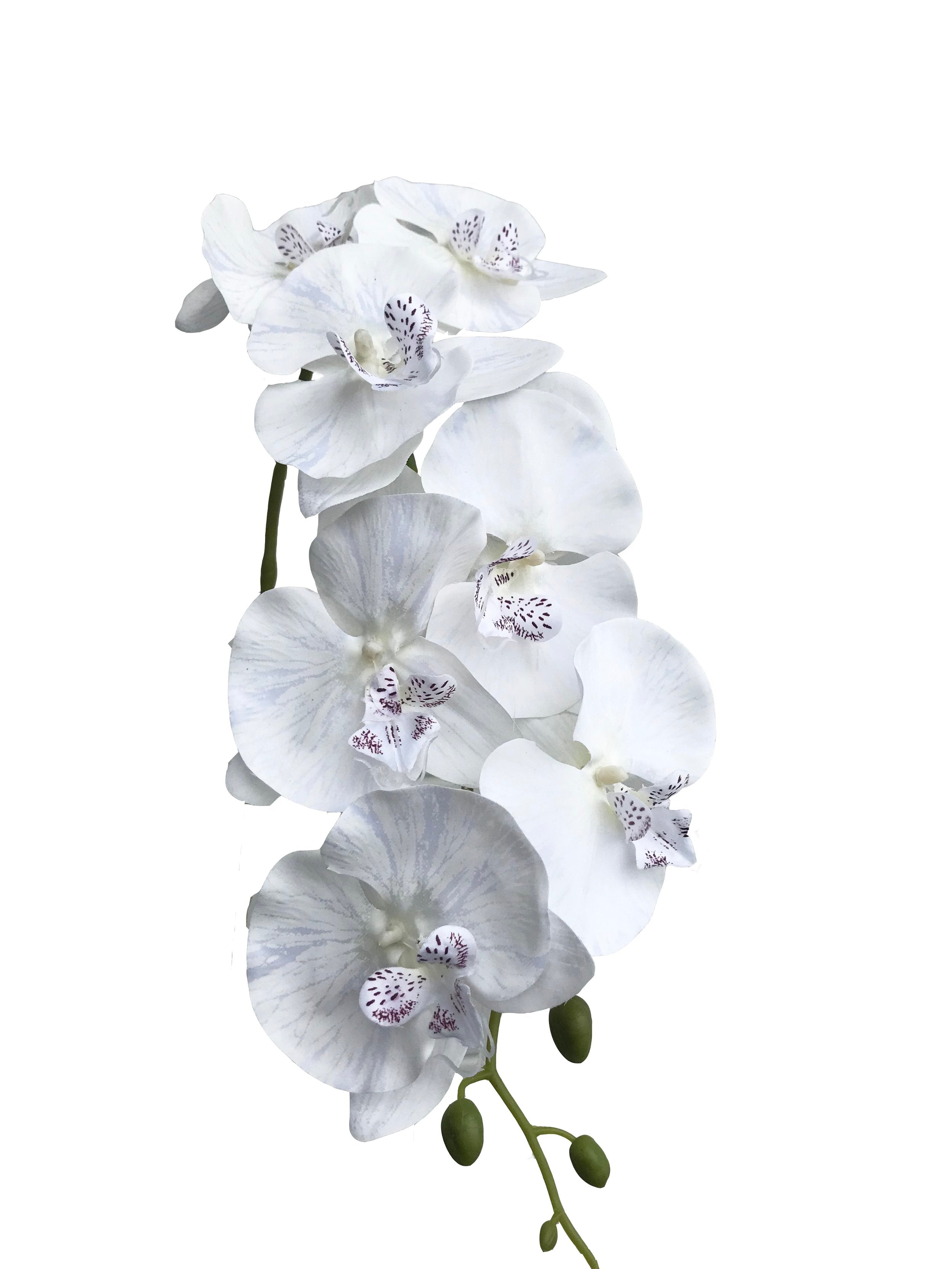 Phalaenopsis Orchid Silk White Wild Blooms   Whiteorchid 